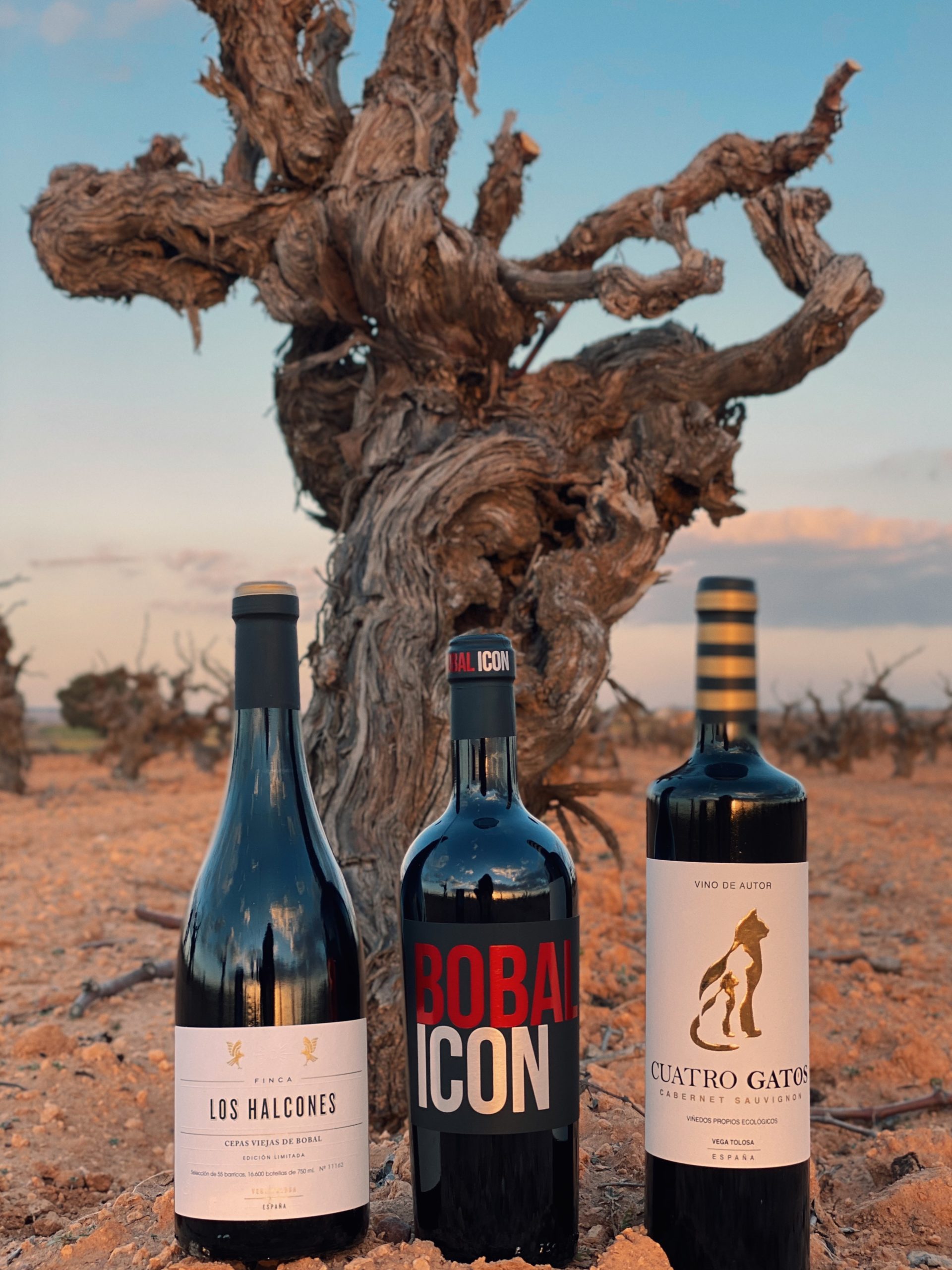 Tres botellas de vino de calidad se exhiben frente a un majestuoso tronco de vid, destacando en un paisaje de viñedos al atardecer.