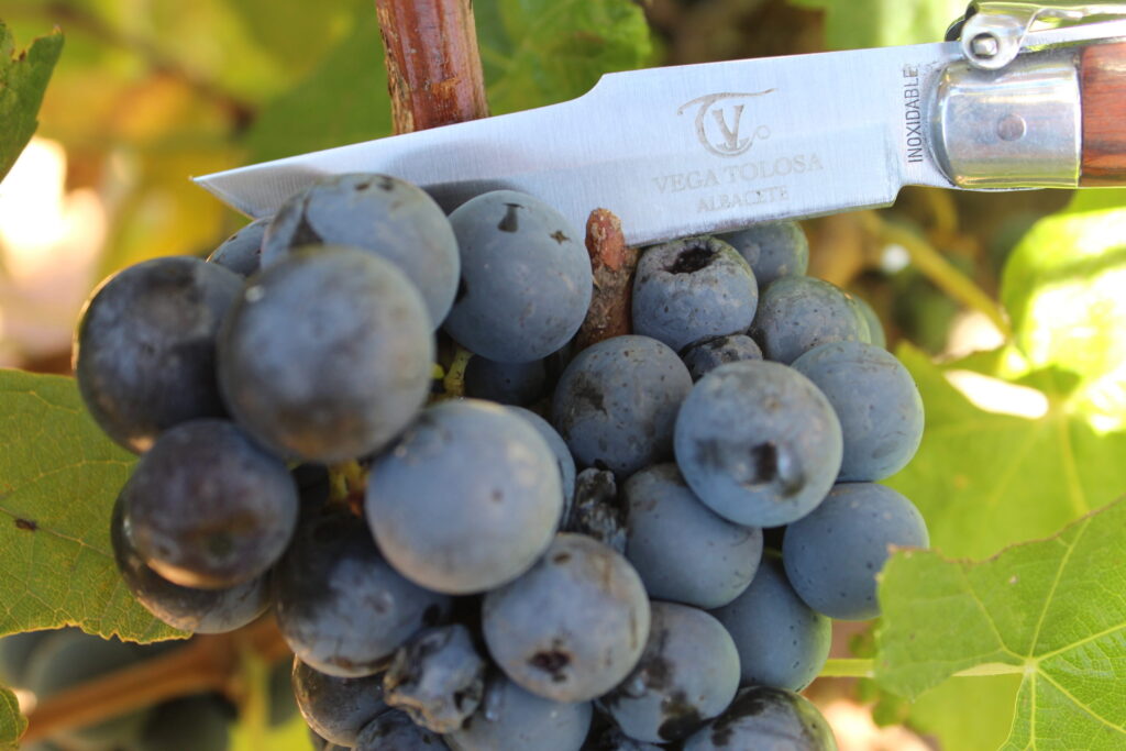 Racimo de uvas negras maduras en una viña con un cuchillo apoyado sobre el tallo, destacando la temporada de cosecha y la calidad de la fruta que se puede comprar online.