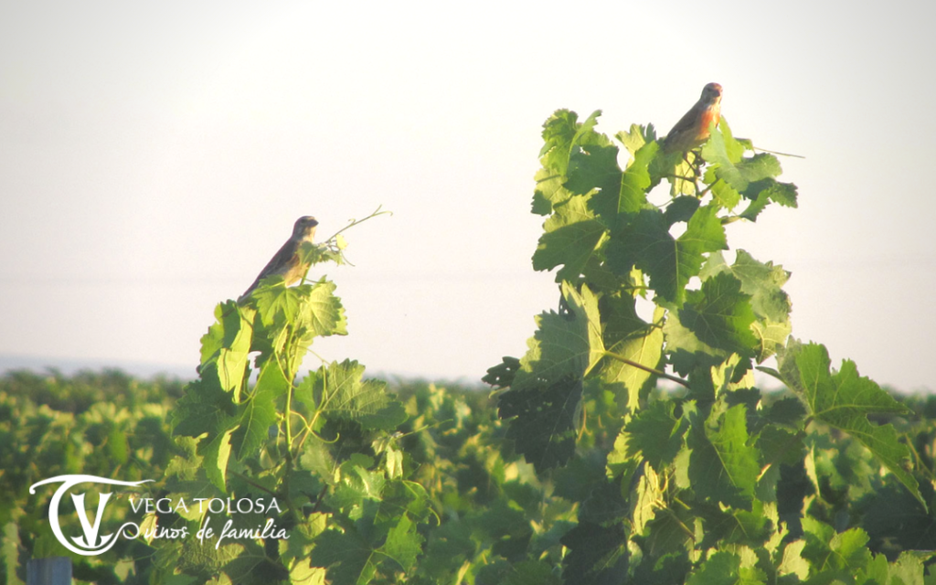 vino ecológico