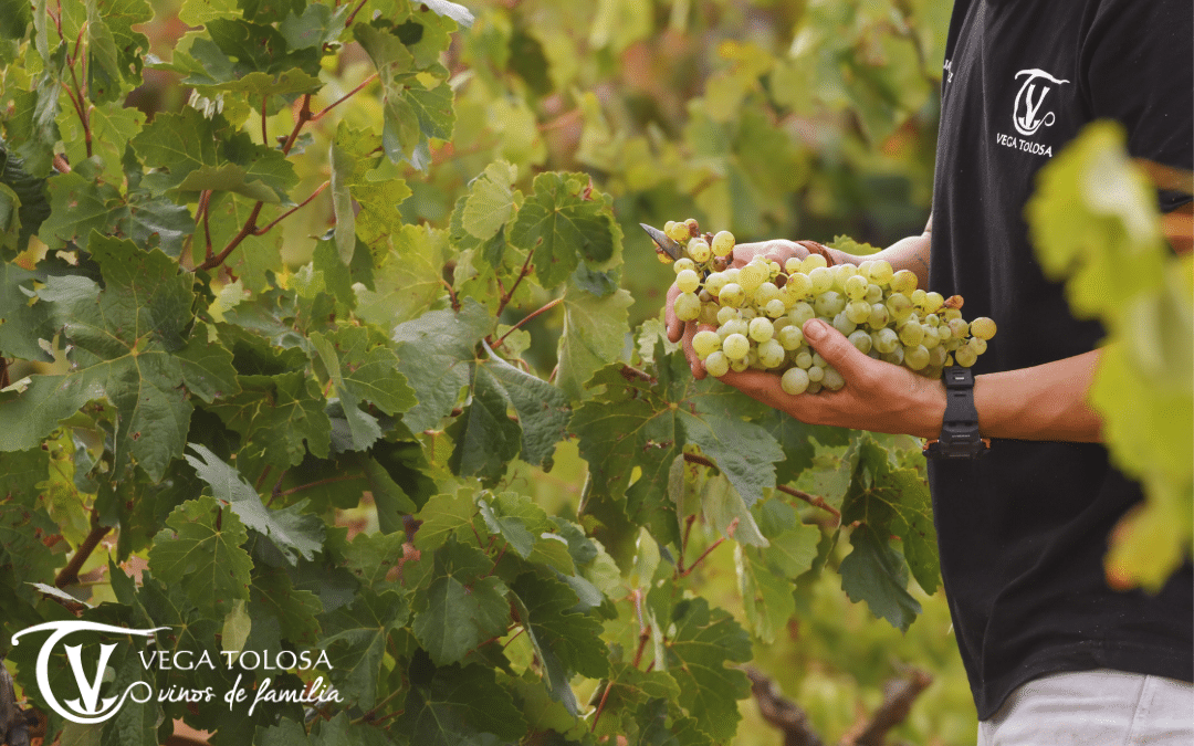 vinos blancos de la manchuela