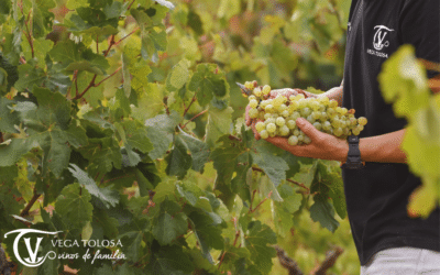 Vinos blancos de la Manchuela: Características y tipos.
