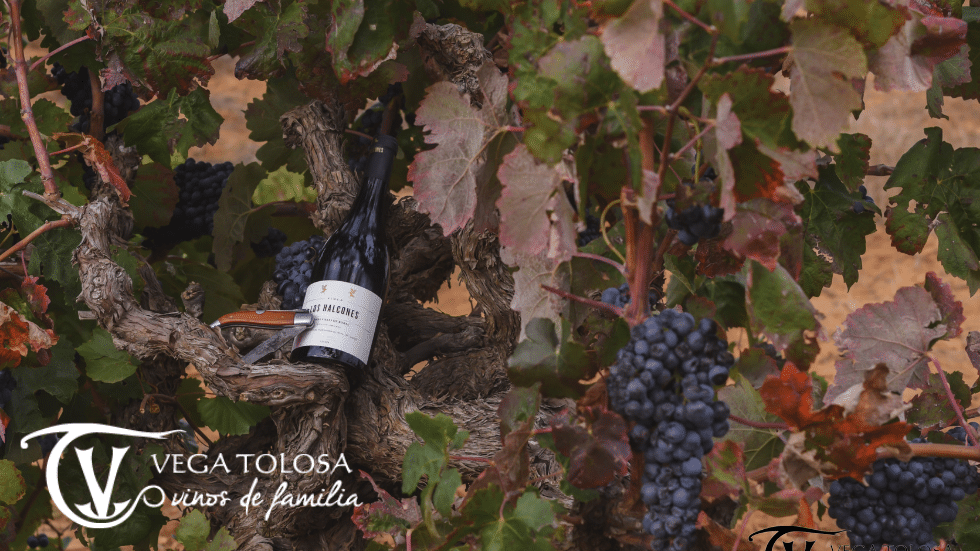 Una botella de vino oscuro apoyada en el tronco retorcido de una vid cargada de racimos de uvas maduras, resaltando el ambiente natural y auténtico de una viña certificada.