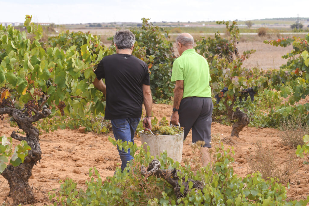 Dos personas cosechando uvas en un viñedo, representando la producción de calidad necesaria para la creación de vino.