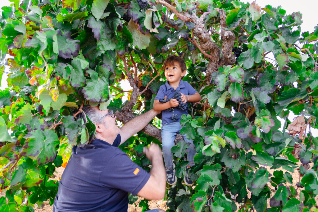 Un niño sonriente sentado en una vid, sosteniendo racimos de uvas mientras un adulto lo sostiene, creando un momento especial de cosecha de edición limitada.
