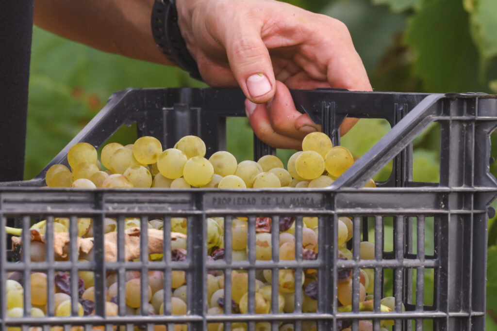 One hand holds a black drawer filled with fresh green grapes, capturing the harvest moment in this limited edition image.