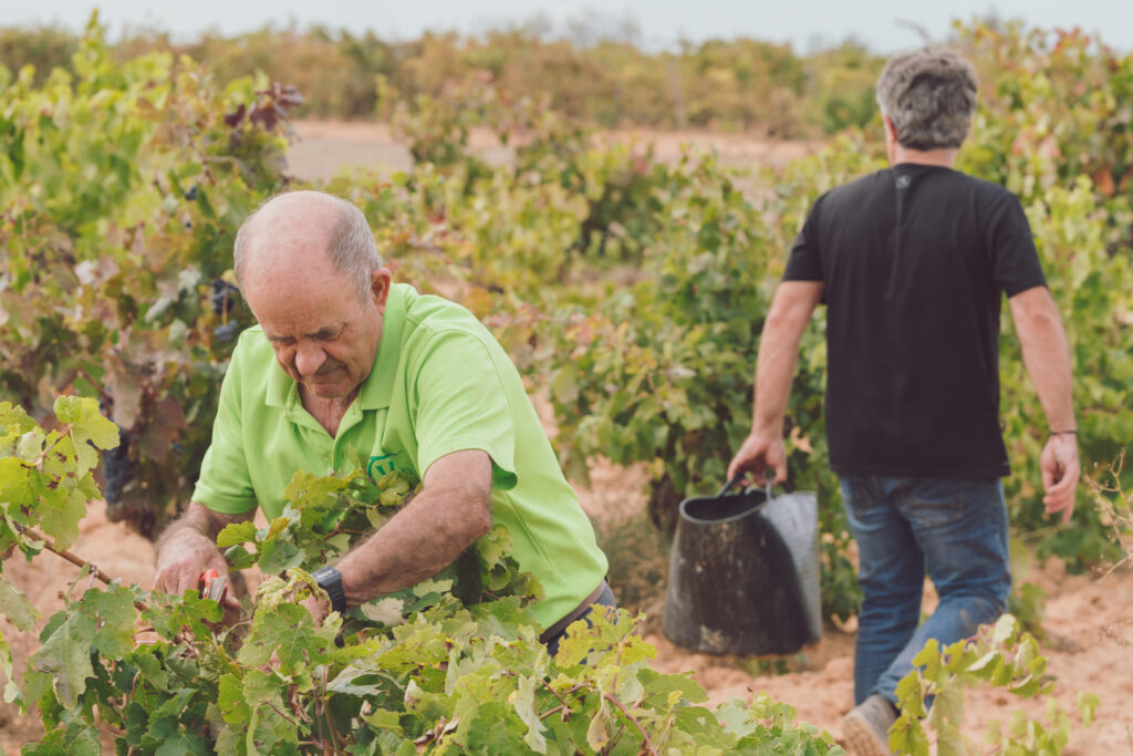 Un hombre en una viña cosechando uvas para la elaboración de vino excelente, capturando la esencia de la edición artesanal y el esfuerzo en el campo.