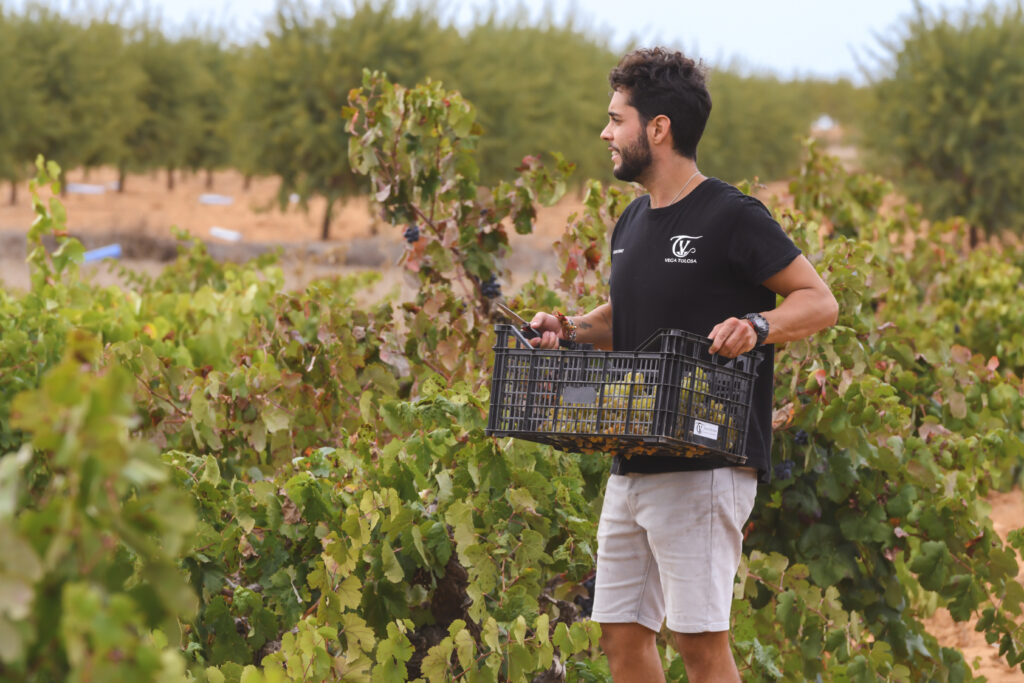 Un hombre sostiene una caja de uvas verdes en un viñedo, resaltando la cosecha de uvas de edición limitada.