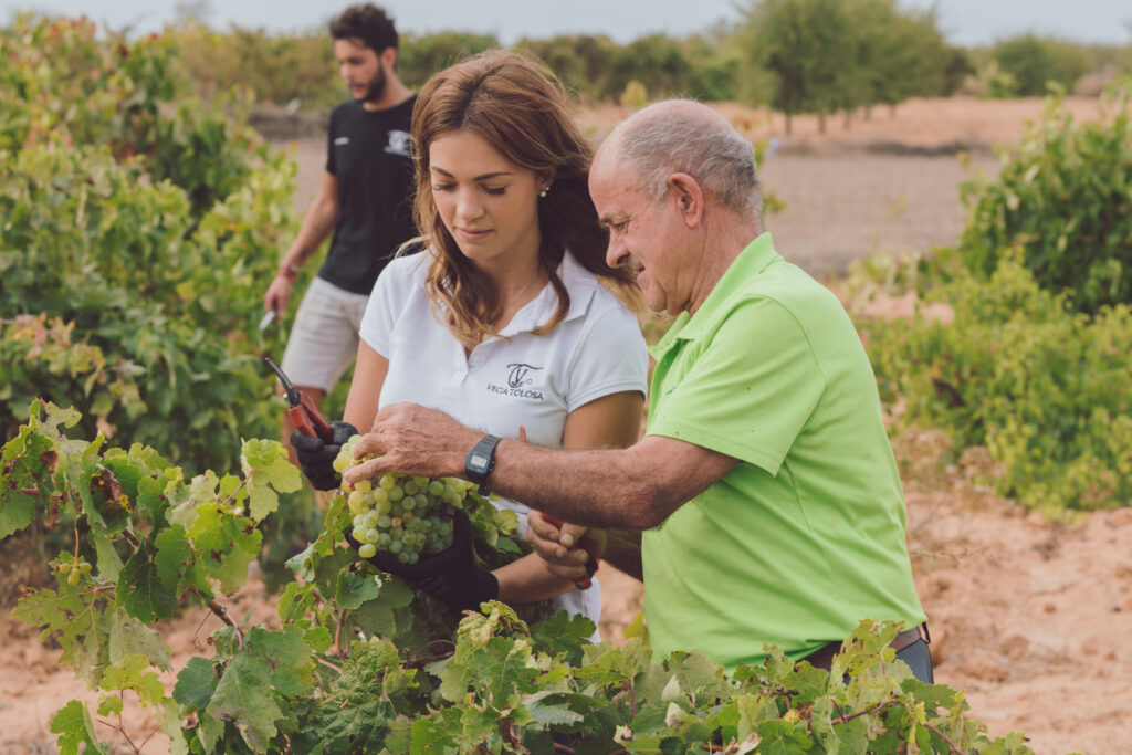 Dos personas cooperan en la cosecha de uvas en un viñedo, mostrando un excelente trabajo en equipo que podría calificar para un certificado de calidad agrícola.