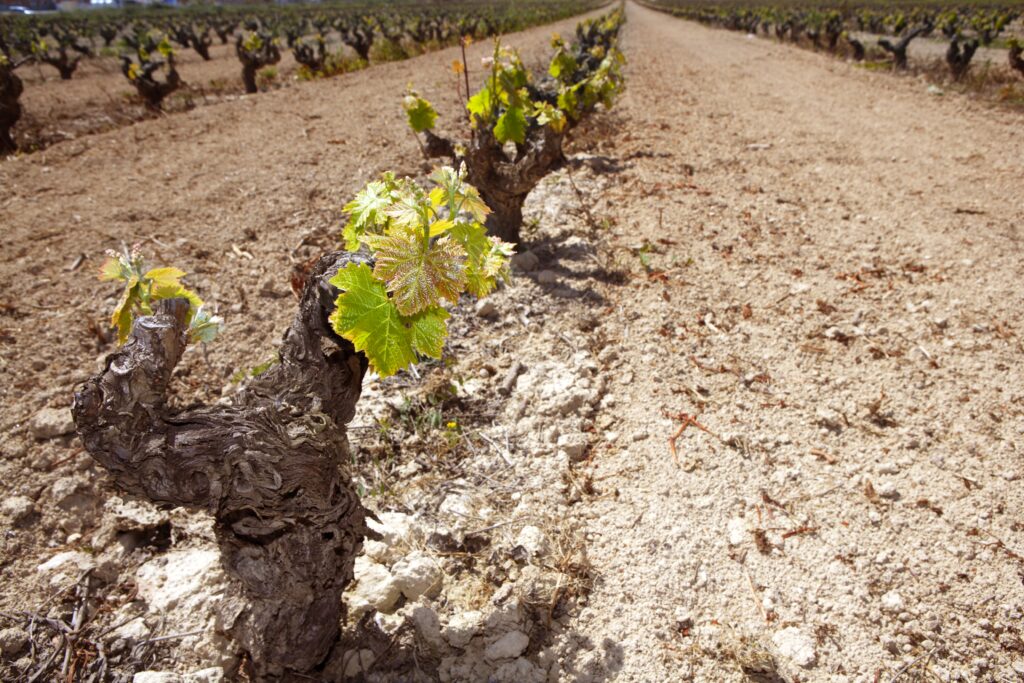 Fila de viñas brotando en un viñedo de la región de Manchuela, con suelo arenoso y plantas alineadas a lo largo de un camino terroso.
