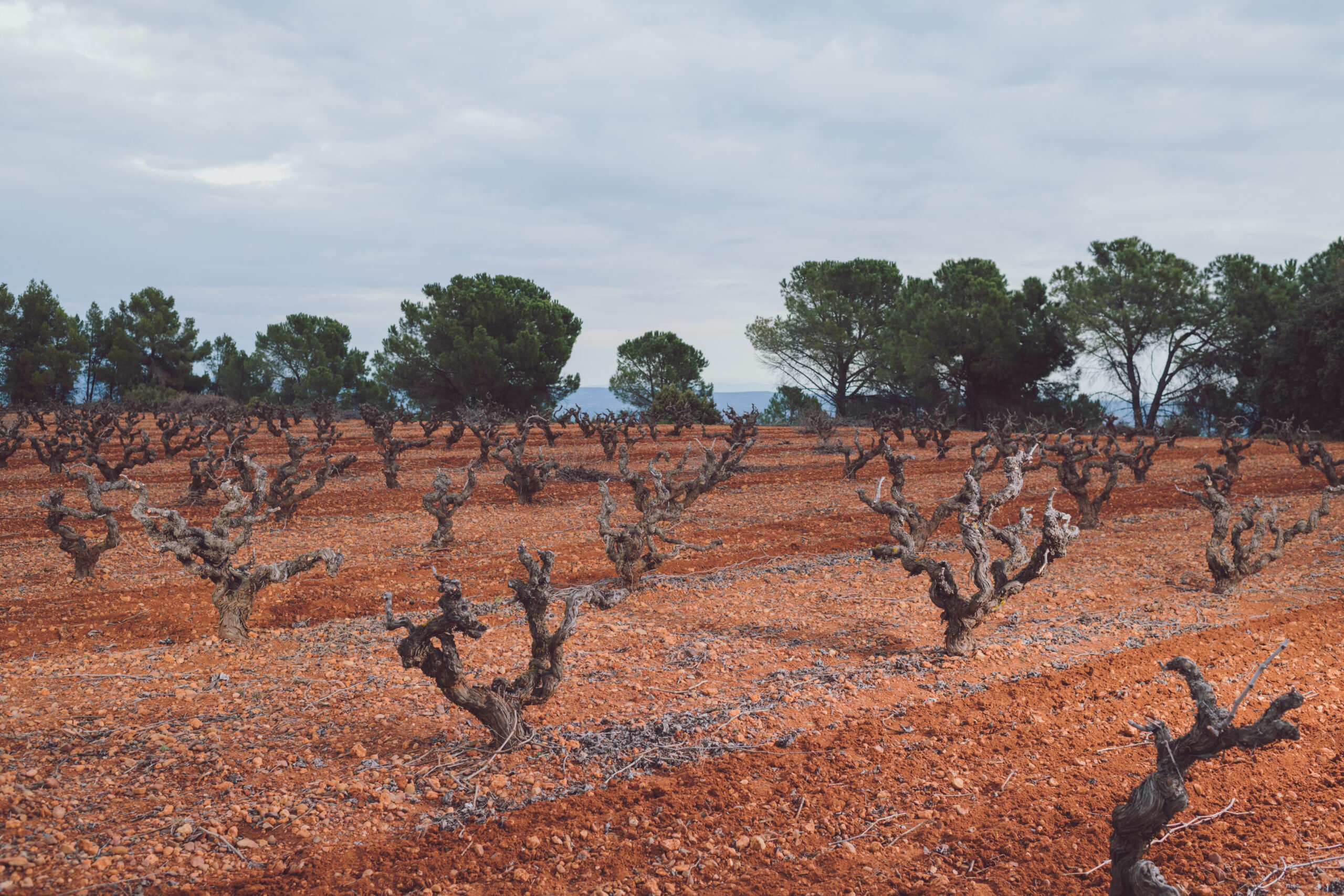 Viñedo en tierra rojiza con cepas retorcidas, ideal para adquirir experiencias del mundo del vino y considerar la opción de comprar online.