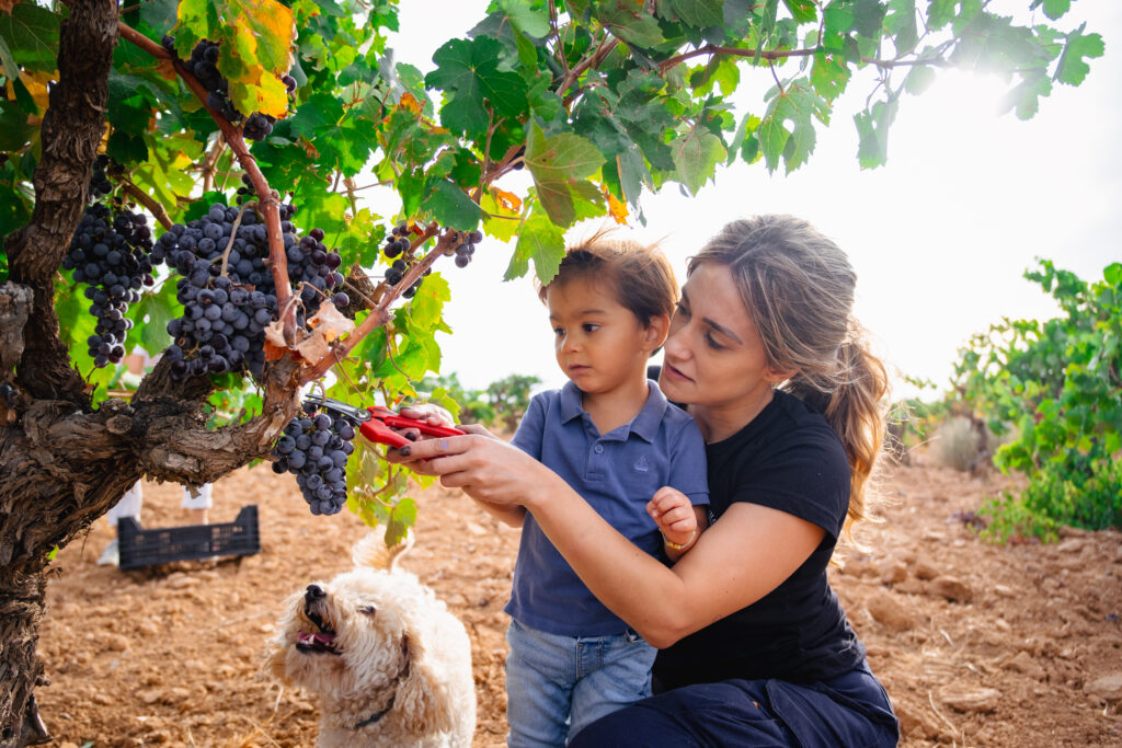 Una madre y su hijo recogen uvas con ayuda de tijeras de podar en un viñedo ecológico mientras un perro les observa atentamente.