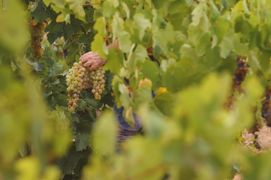 A hand holding a bunch of ripe grapes among dense green leaves in a vineyard of La Manchuela.