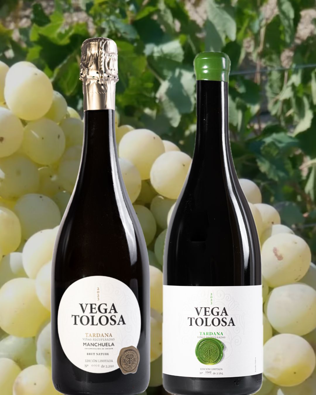 Vega Tolosa Tardada. Recuperar una variedad que forma parte de nuestra tierra